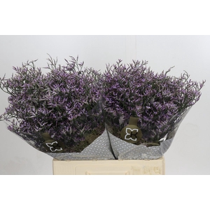 Limonium ov Safora Lilac