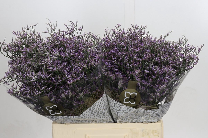 <h4>Limonium ov Safora Lilac</h4>