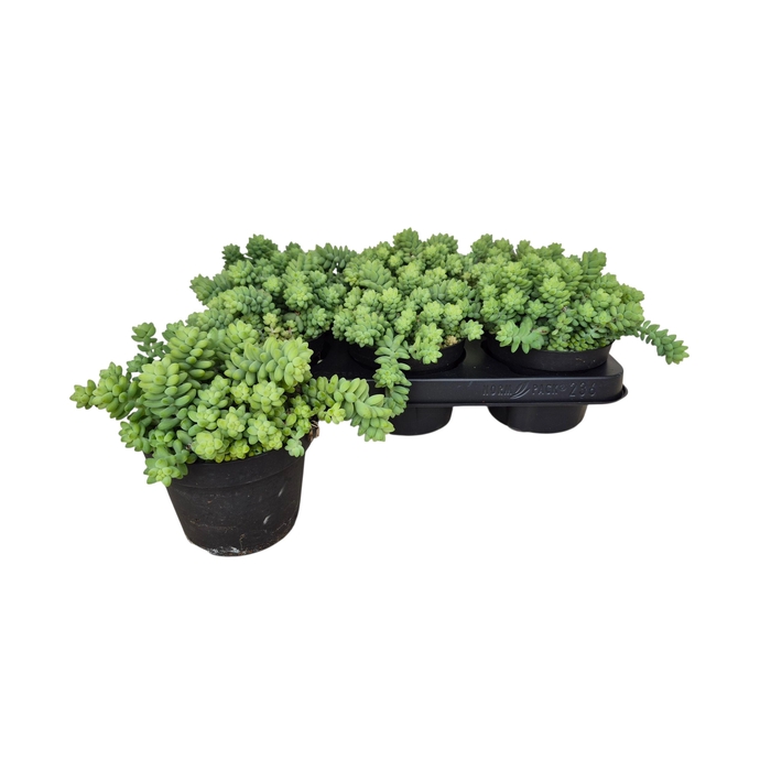 <h4>Sedum Burrito 12Ø 15cm</h4>