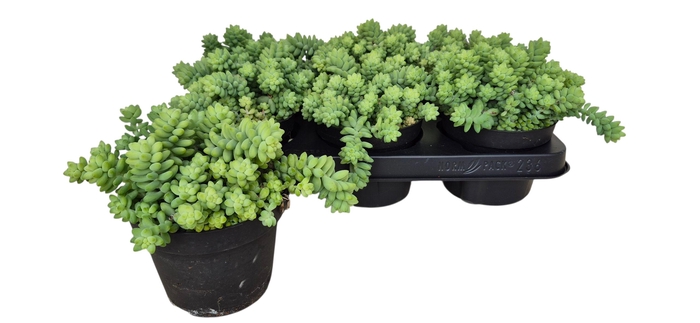 Sedum Burrito 12Ø 15cm