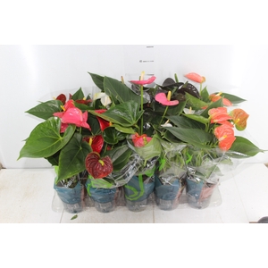 ANTHURIUM RED SUCCESS P09