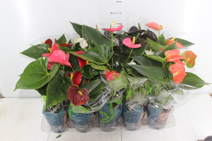 ANTHURIUM RED SUCCESS P09