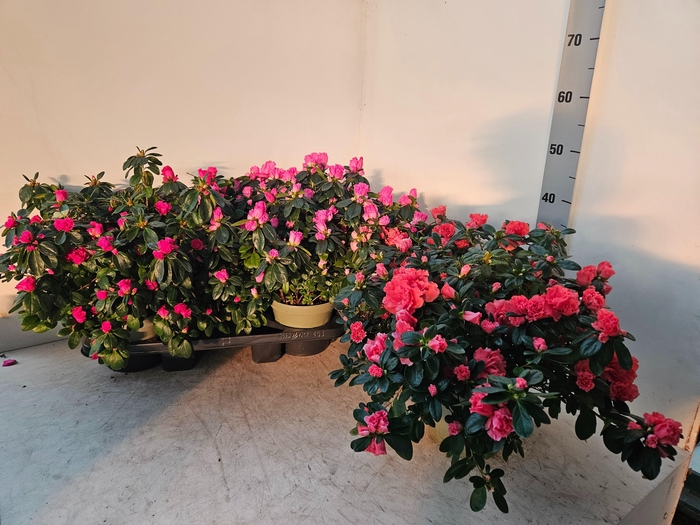 <h4>RHODO SI GEM 5 SRT</h4>