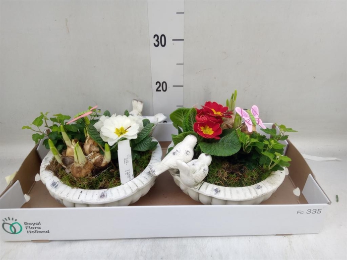 <h4>Arr. Tuinplanten L%</h4>