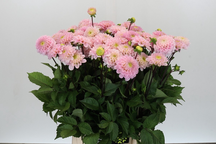 Dahlia Wizard of Oz