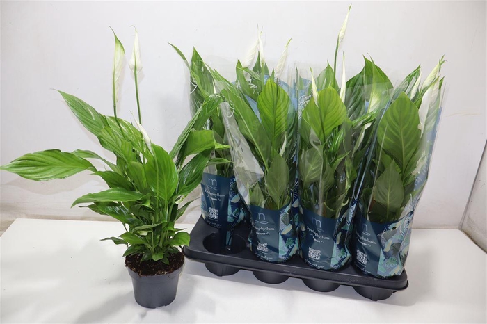 <h4>Spath Strauss</h4>