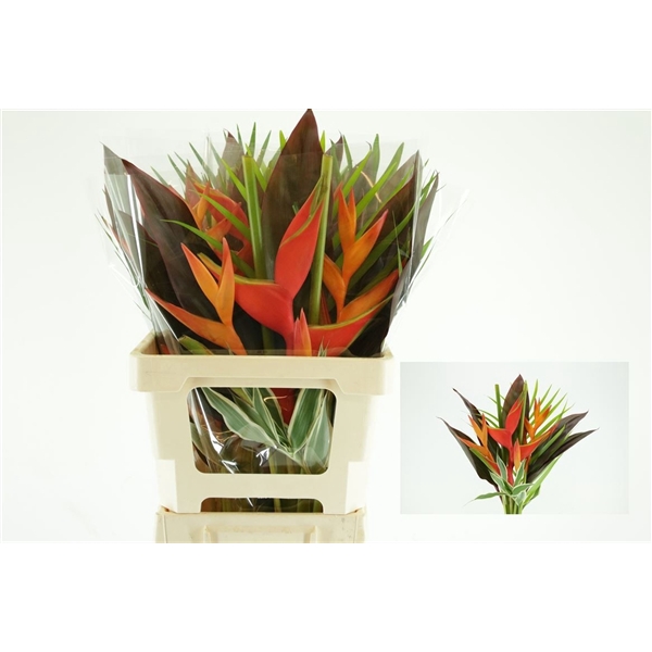 <h4>Heliconia Bouquet Petit</h4>