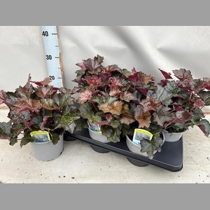 HEUCH MI PALACE PURP