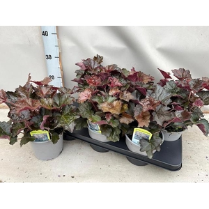 HEUCH MI PALACE PURP