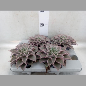 Echeveria   ...