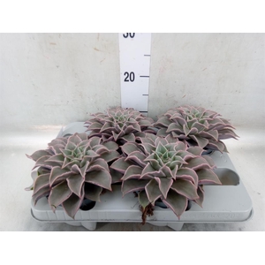Echeveria   ...