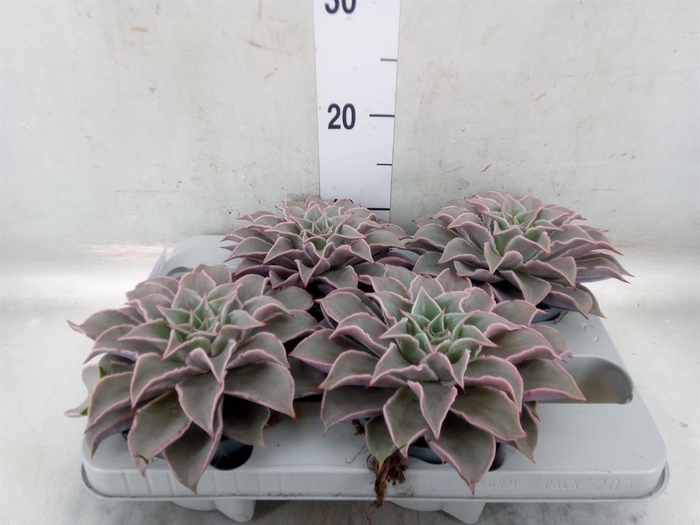 <h4>Echeveria   ...</h4>