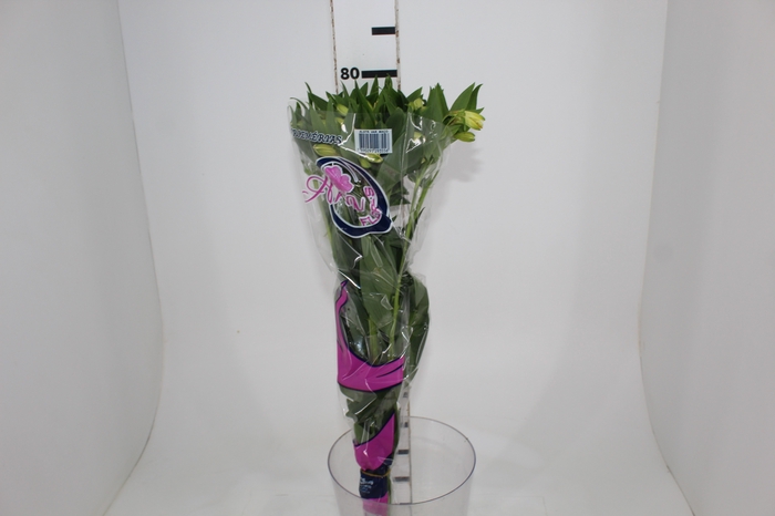 <h4>ALSTROEMERIA MELLOW YELLOW 080 CM</h4>