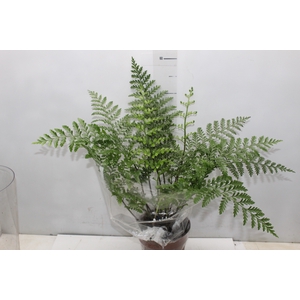 ASPLENIUM PARVATI P17
