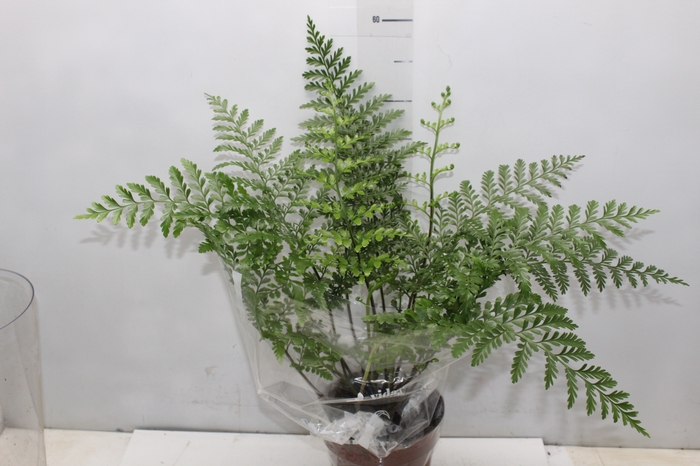 <h4>ASPLENIUM PARVATI P17</h4>