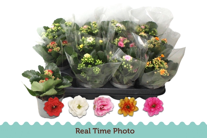 <h4>KAL GE GEM 5 KL</h4>