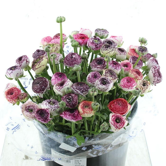 <h4>Ran El Sr Cappuccino Super X L</h4>