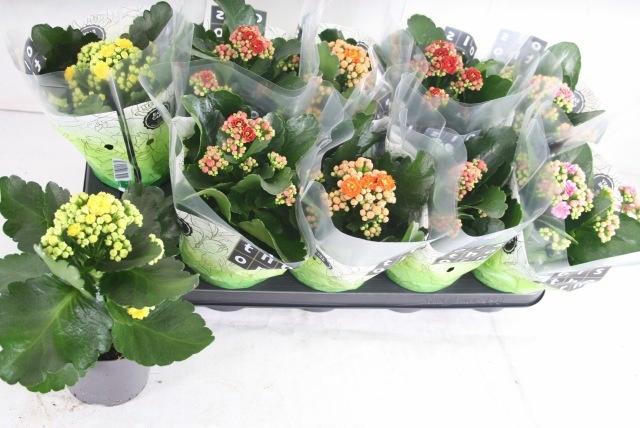 <h4>KAL GE GEM 5 KL</h4>