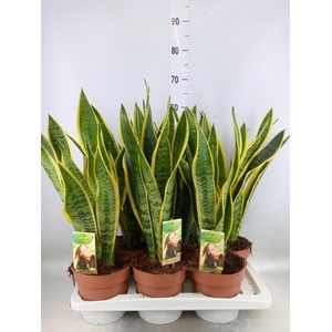 Sansevieria trifa. 'Laurentii'