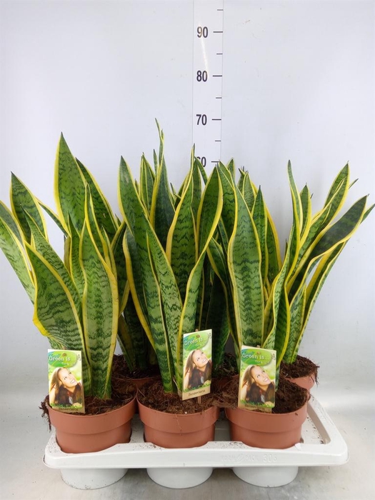 <h4>Sansevieria trifa. 'Laurentii'</h4>