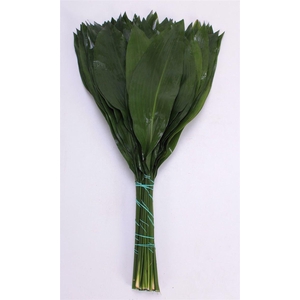 Aspidistra Elatior