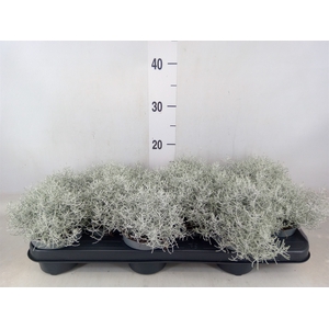 Leucophyta brownii