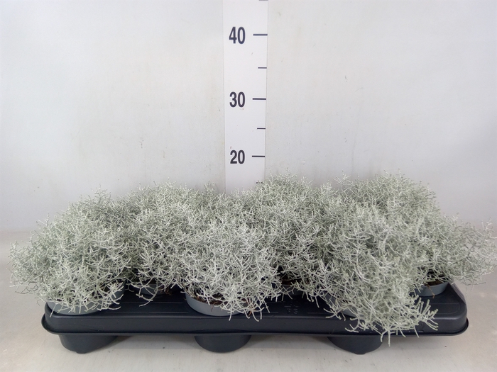 <h4>Leucophyta brownii</h4>