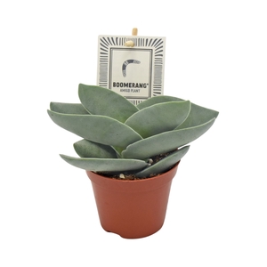 Crassula  'Boomerang'