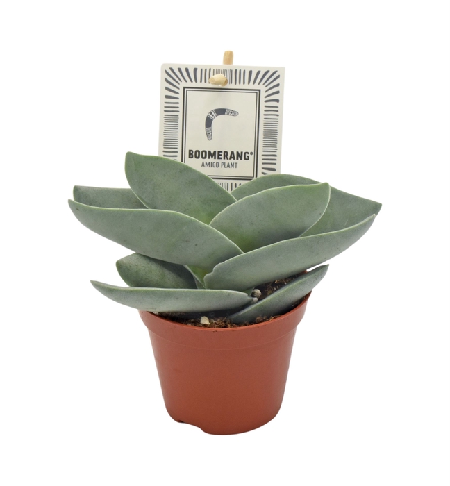 <h4>Crassula  'Boomerang'</h4>