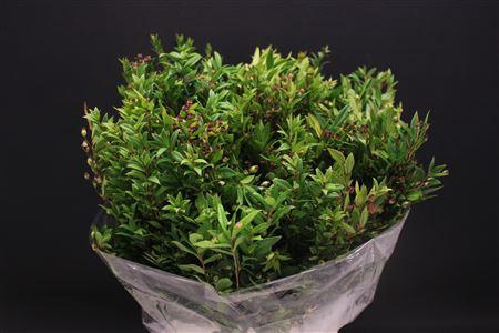 <h4>Myrthe Met Bes</h4>