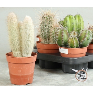 CACTUS OV