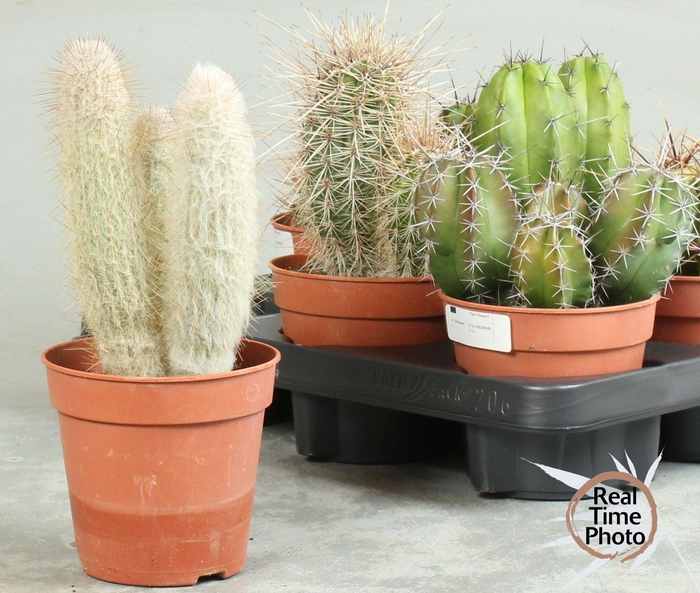 <h4>CACTUS OV</h4>