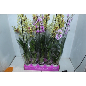 DENPHALAEN P13 2 HT VARIADO