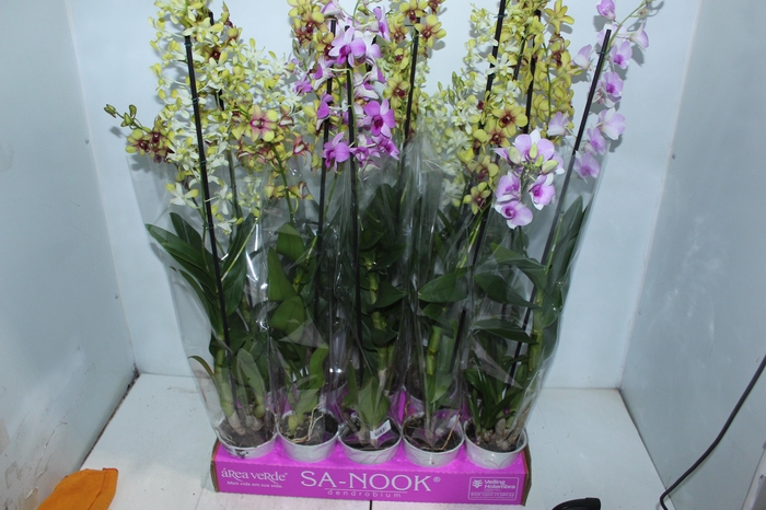 <h4>DENPHALAEN P13 2 HT VARIADO</h4>