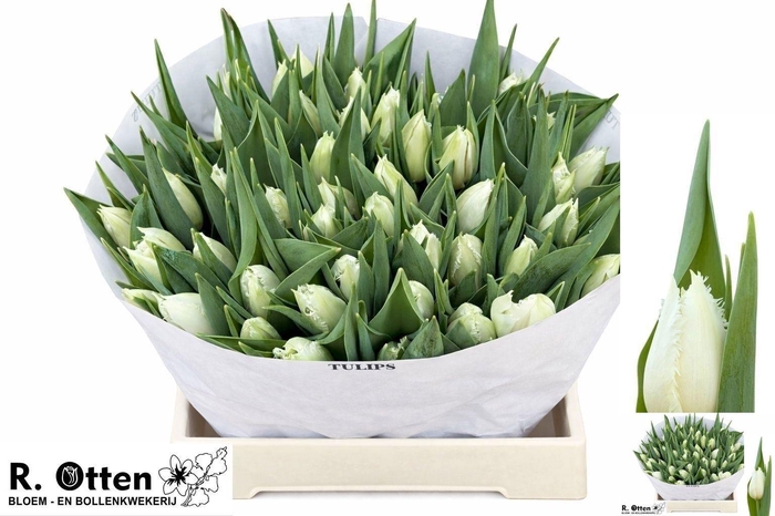 <h4>TU FR CRICKO</h4>