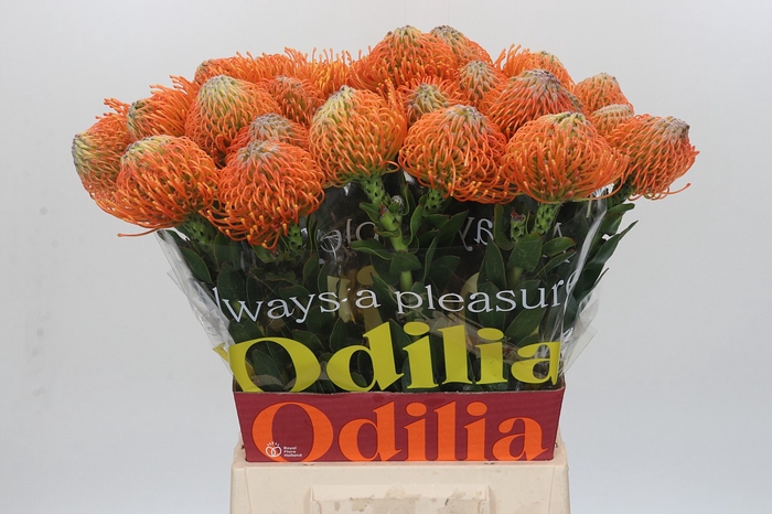 <h4>Nutans Ayoba Orange</h4>
