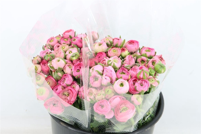 <h4>Ran Amandine New Porcelaine</h4>