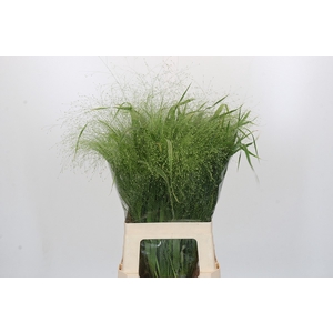 Panicum Fountain