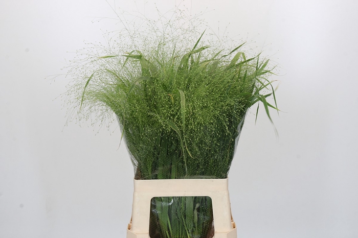 <h4>Panicum Fountain</h4>