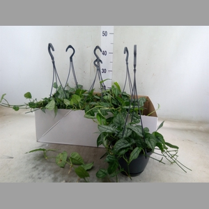 Monstera siltepecana