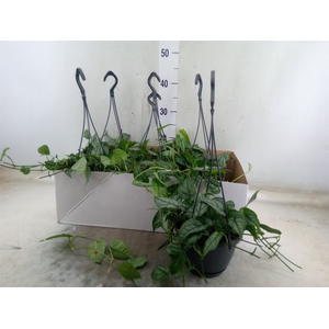 Monstera siltepecana
