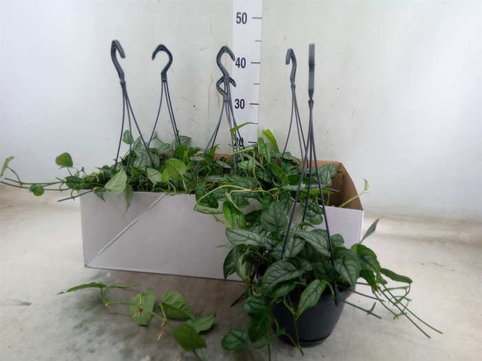 <h4>Monstera siltepecana</h4>