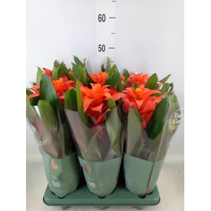 Guzmania  'Fiero Orange'