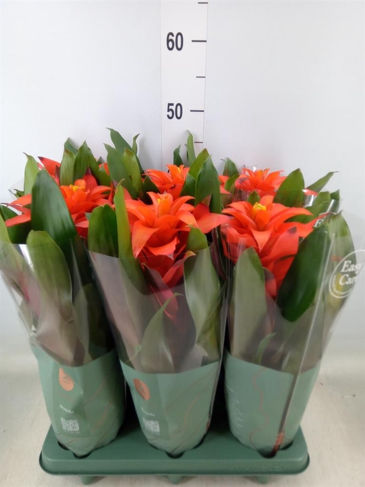 <h4>Guzmania  'Fiero Orange'</h4>