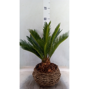 Cycas revoluta