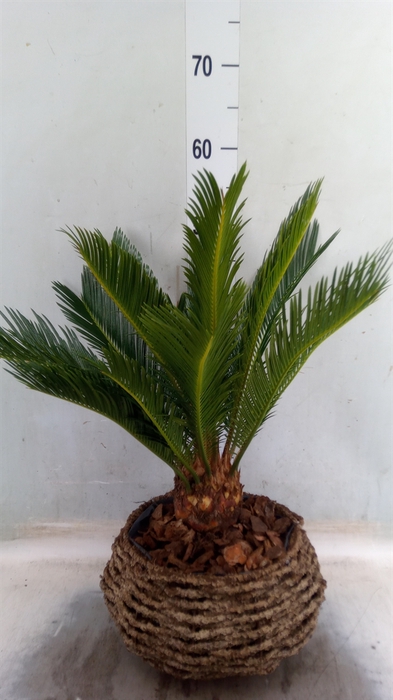 <h4>Cycas revoluta</h4>