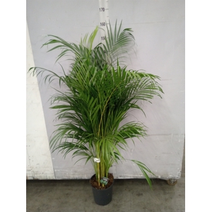 Dypsis lutescens   ...Chrysalidoca