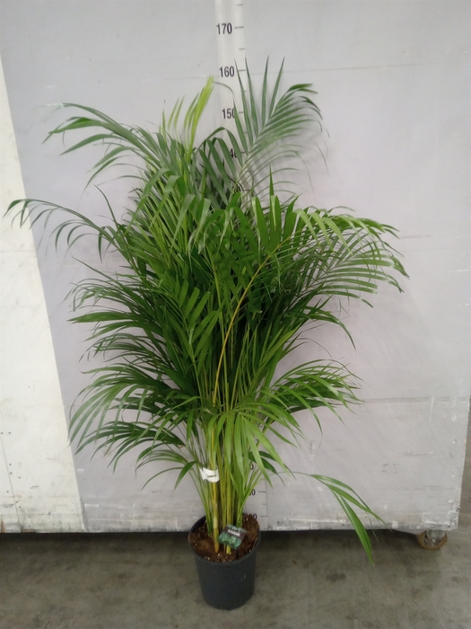 <h4>Dypsis lutescens   ...Chrysalidoca</h4>