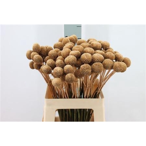 Craspedia Klb Paintball Antiek