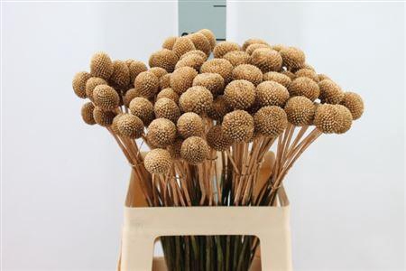 <h4>Craspedia Klb Paintball Antiek</h4>